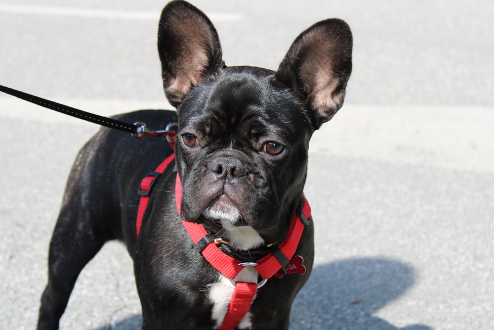 black french bulldog with red and white scarf
