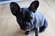 A black French Bulldog with a shiny coat and large, attentive ears sits on a light wooden floor. The dog's expressive eyes are focused upwards, giving it a curious yet calm appearance.