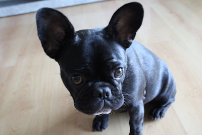 Close-up of a lilac French bulldog with soft, shiny coat sitting on a wooden floor.