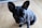 A black French Bulldog with a shiny coat and large, attentive ears sits on a light wooden floor. The dog's expressive eyes are focused upwards, giving it a curious yet calm appearance.