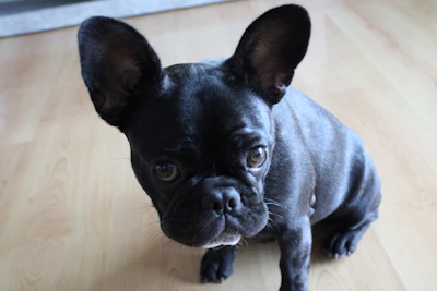Platinum French Bulldog standing proudly with a shiny pale coat.