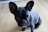 A black French Bulldog with a shiny coat and large, attentive ears sits on a light wooden floor. The dog's expressive eyes are focused upwards, giving it a curious yet calm appearance.