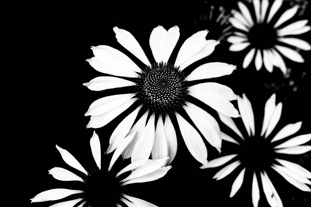 grayscale photo of daisy flower