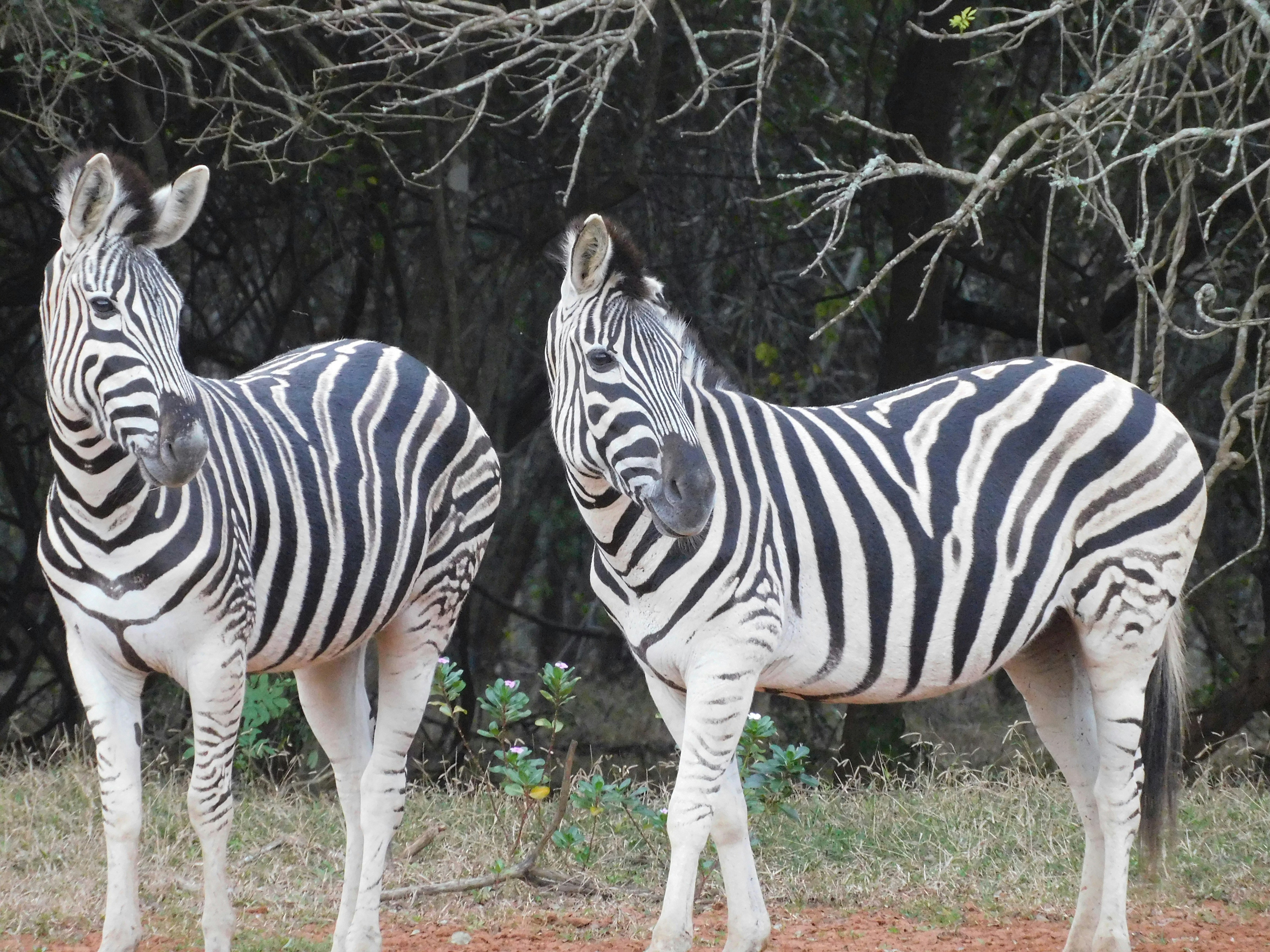 On closer inspection of my photos I noticed the one Zebra had a deformed ear