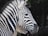 A zebra with distinct black and white stripes is in focus, standing against a dark, natural background. Another animal, partially visible, is seen behind the zebra.