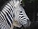 A zebra with distinct black and white stripes is in focus, standing against a dark, natural background. Another animal, partially visible, is seen behind the zebra.