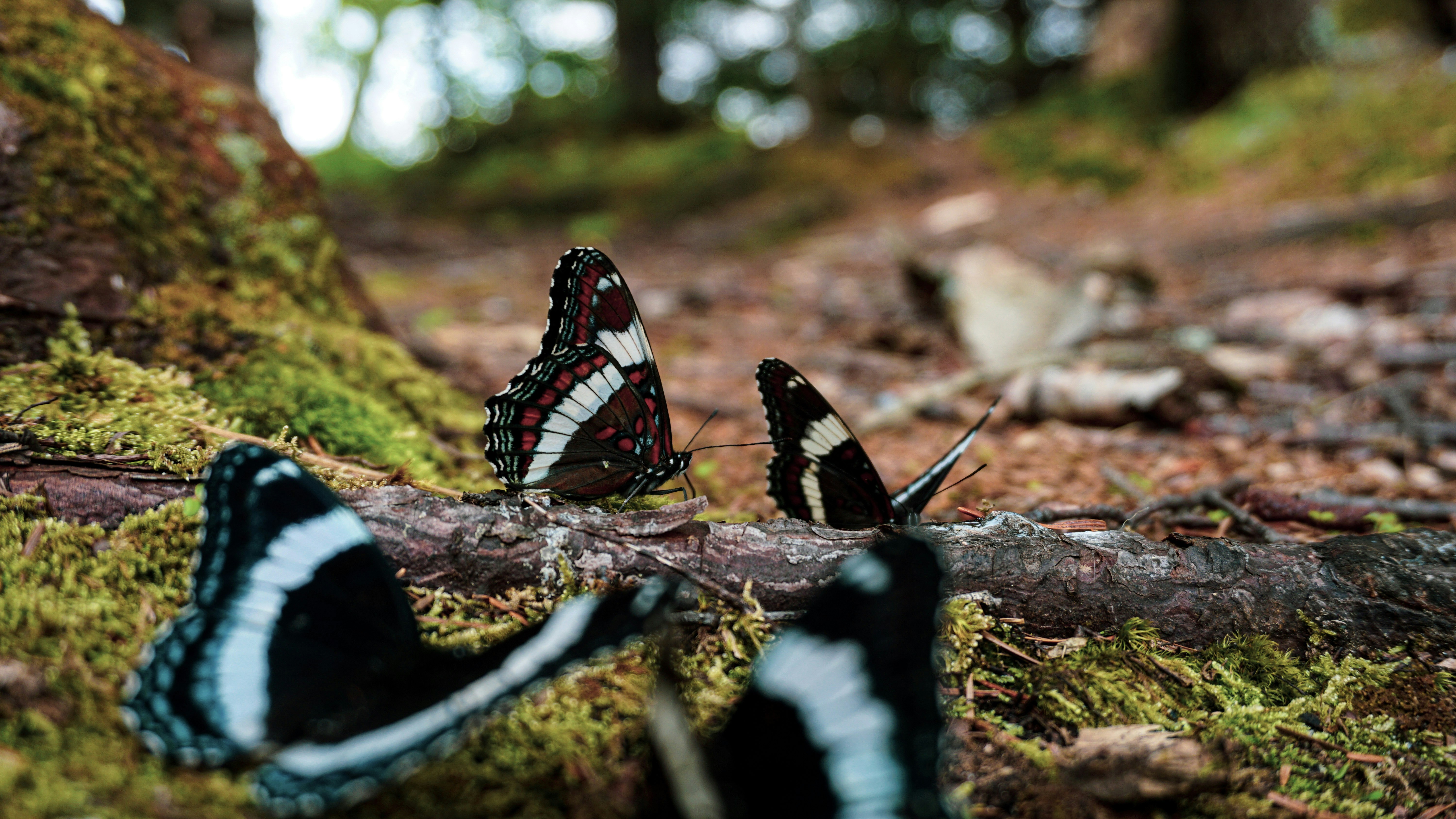 mariposa negra, blanca y roja sobre musgo verde durante el día