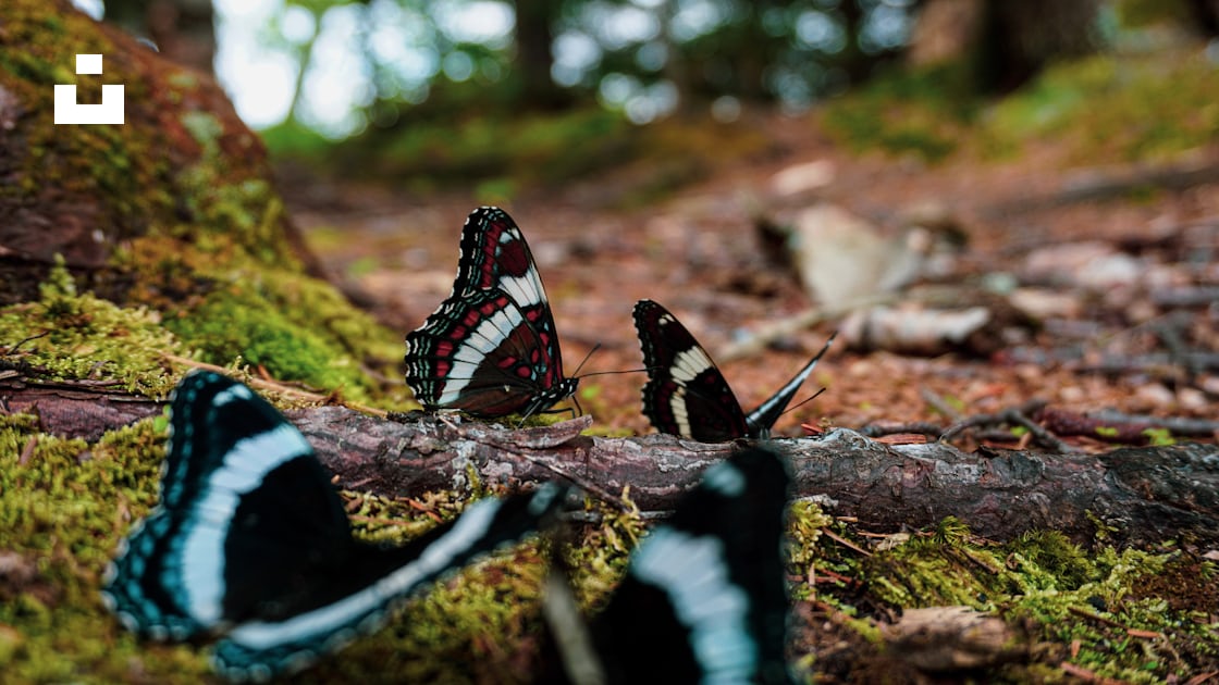 Foto mariposa blanca y roja negra sobre musgo verde durante el día – Imagen  Mariposa gratis en Unsplash