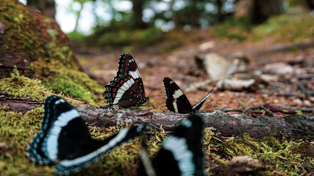 black white and red butterfly on green moss during daytime