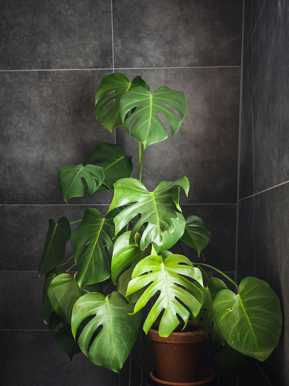 green leaves on black ceramic tiles