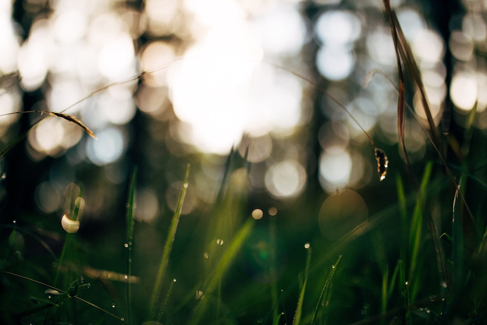 green grass with water droplets