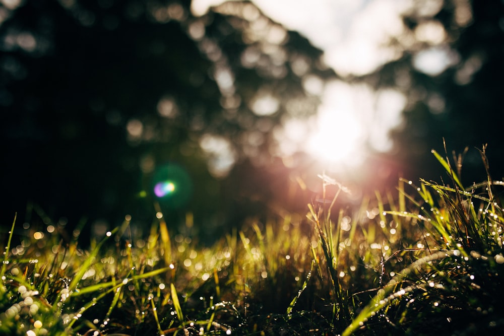 green grass with water droplets