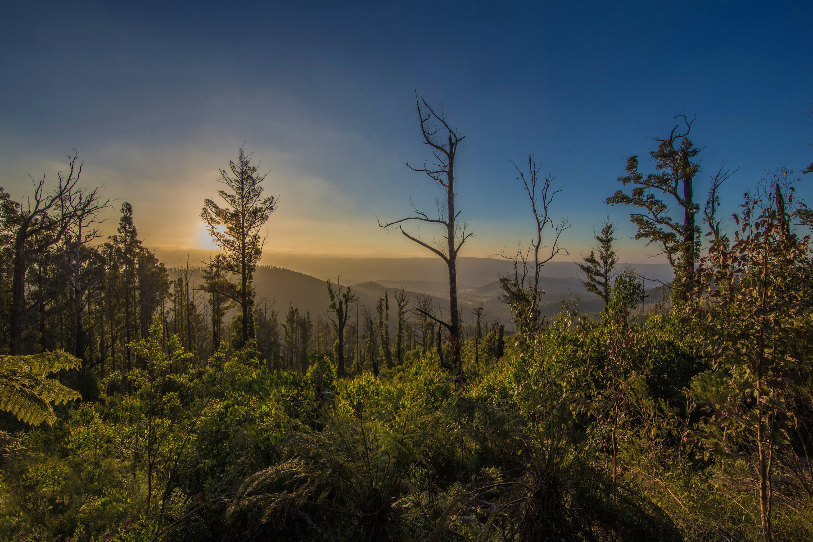 green grass field during daytime