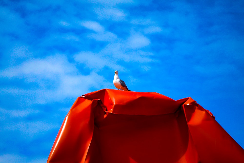 white bird on orange textile under blue sky during daytime