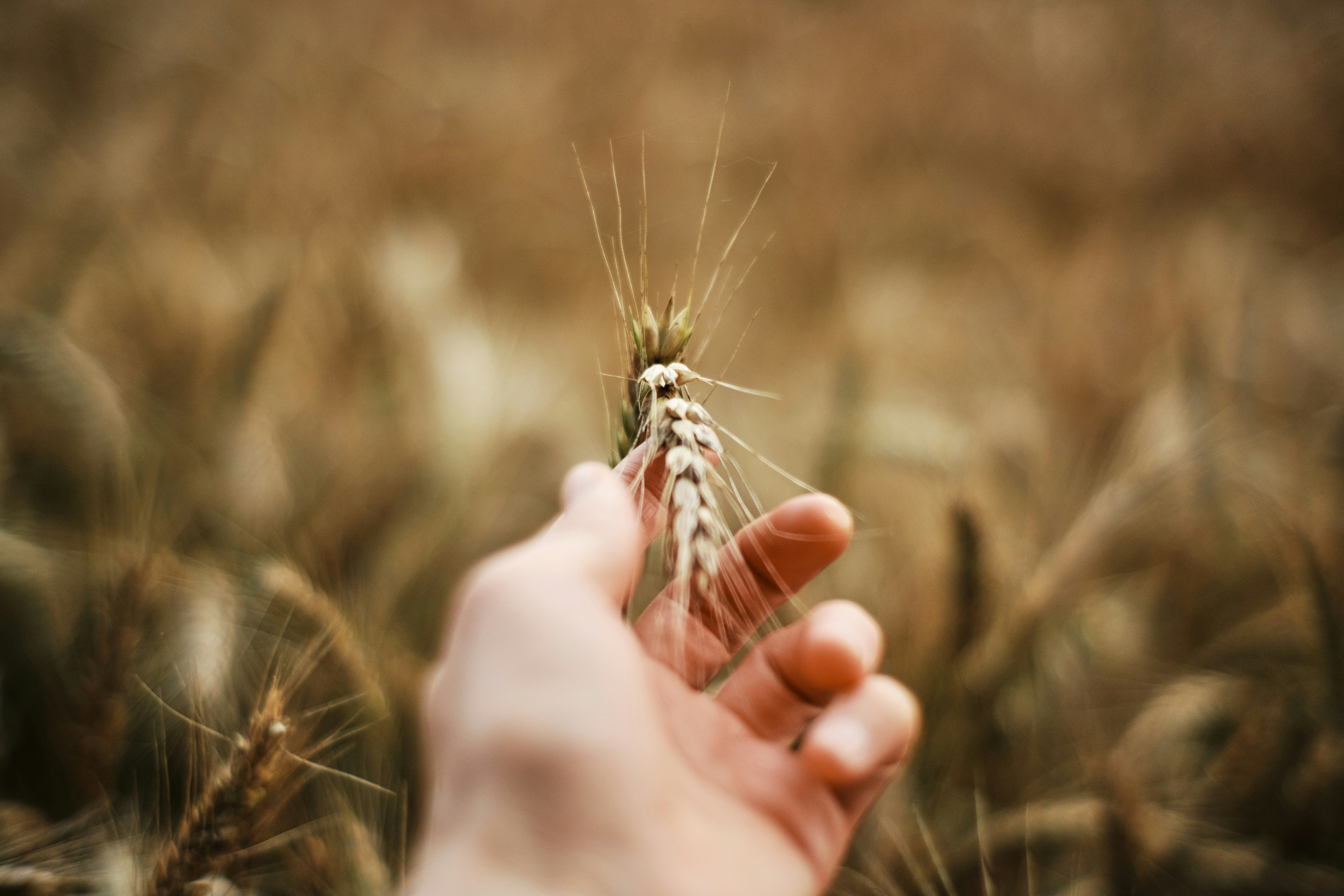 person holding green and white plant