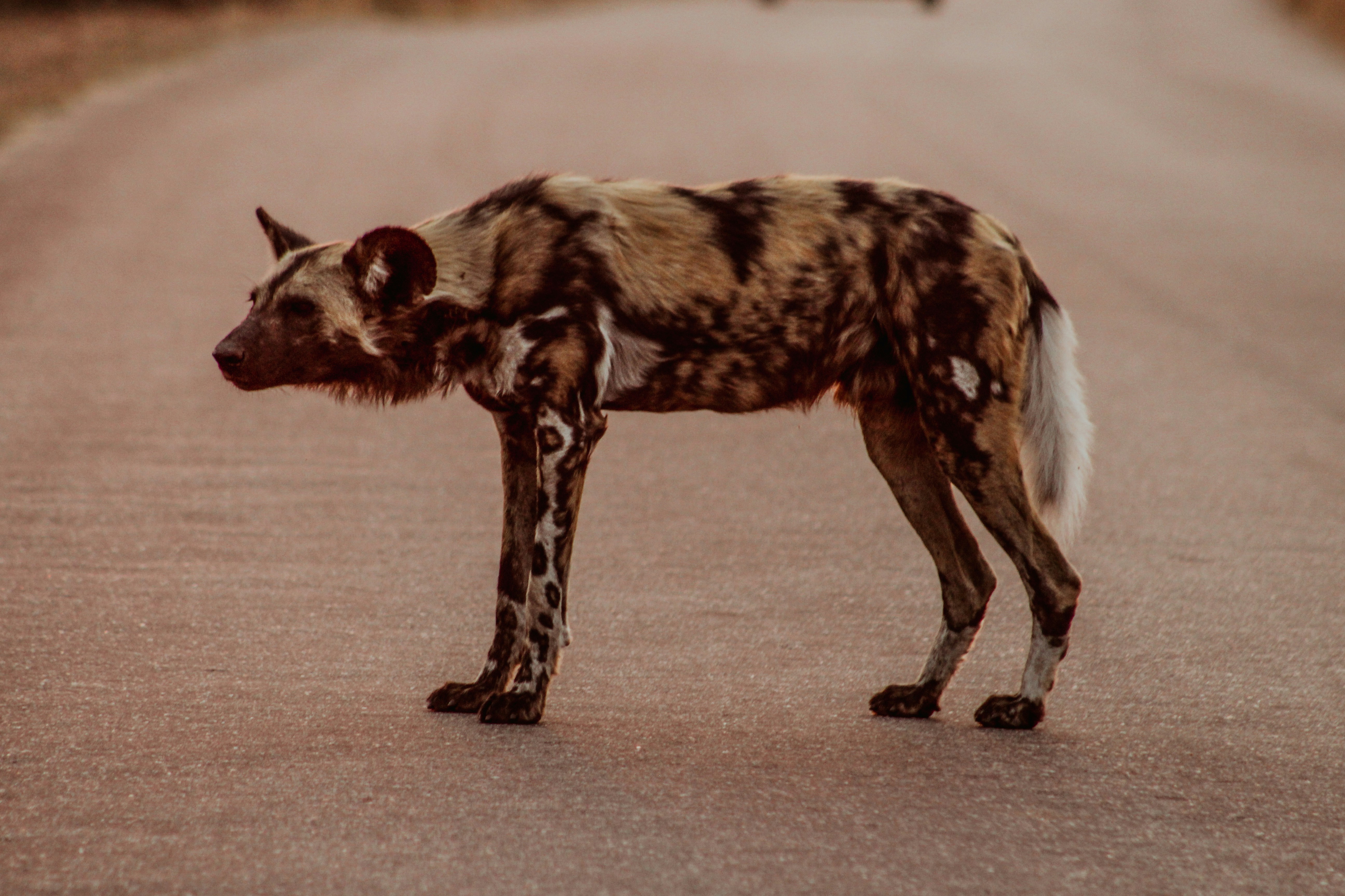 Spotted Hyena