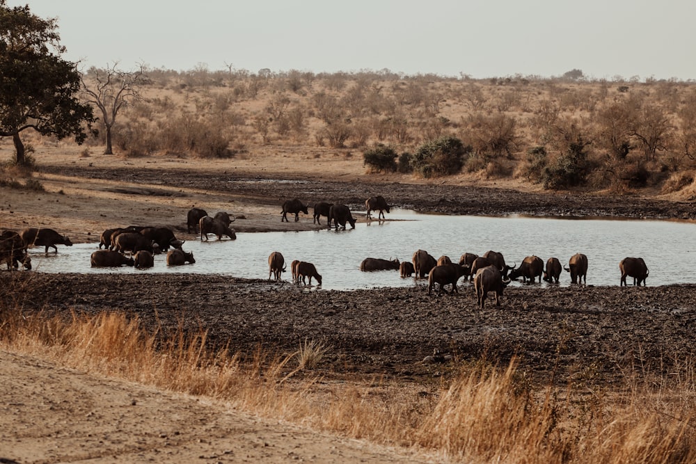 herd of water buffalo on brown field during daytime