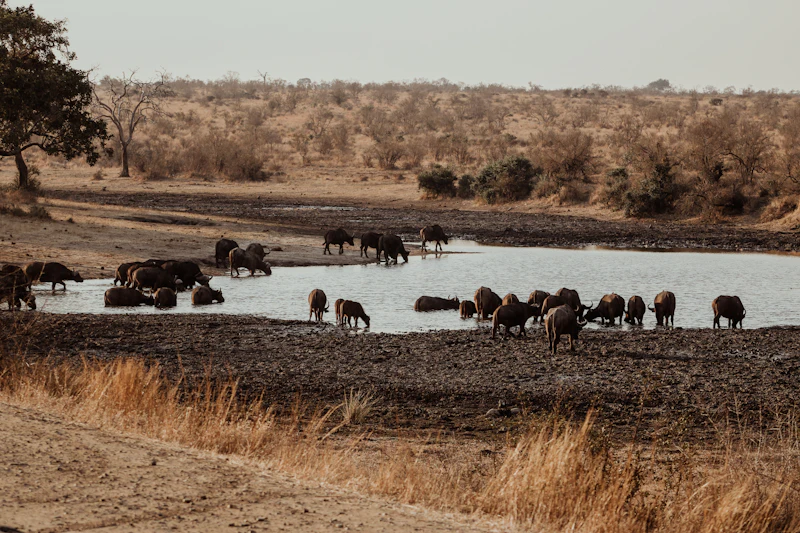 A herd of buffalo drinking at a waterhole in the Kruger bush