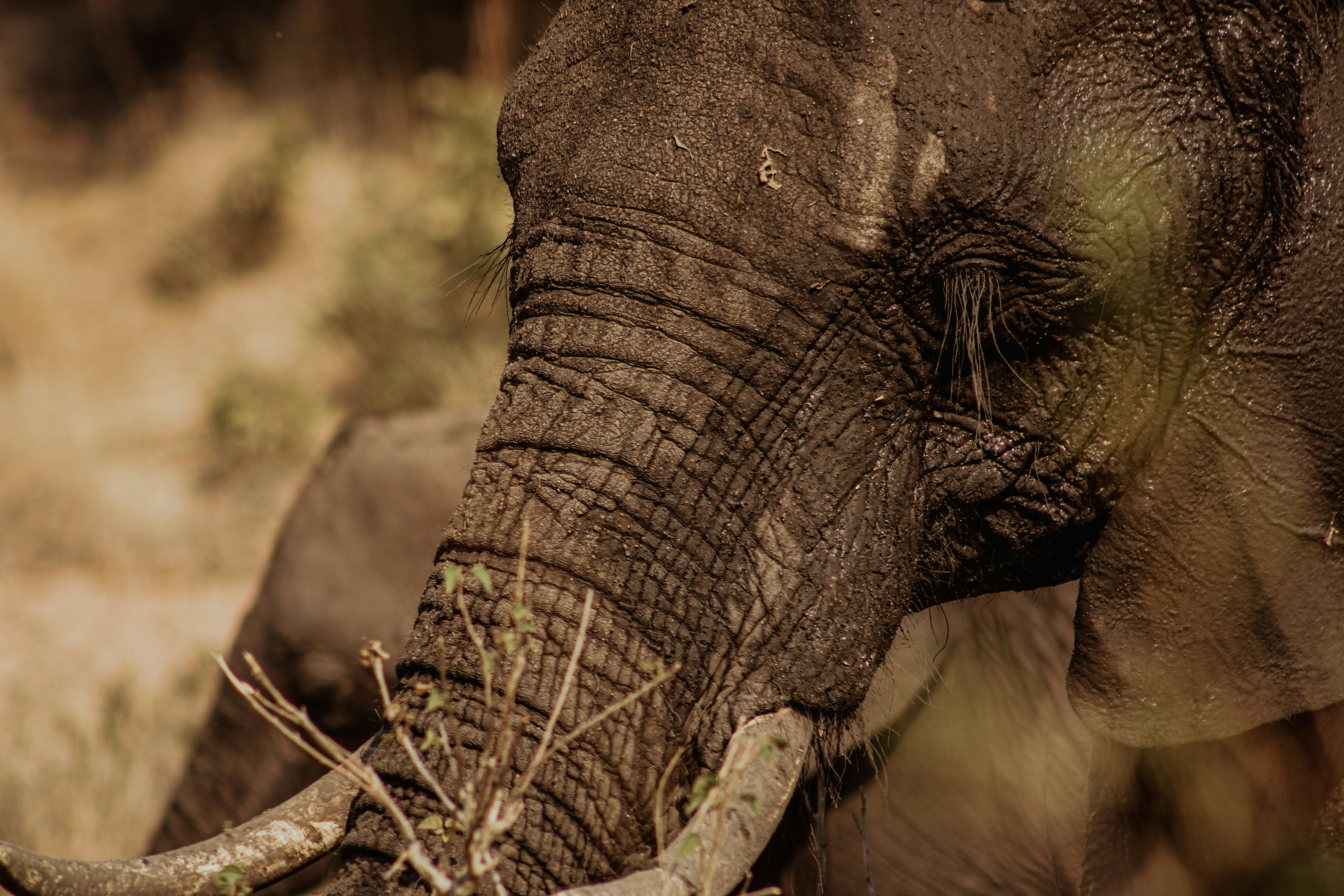 gray elephant on brown grass during daytime