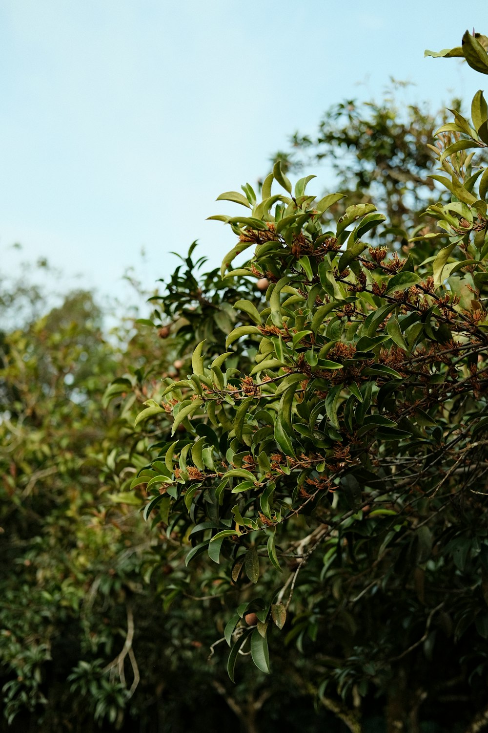 green leaves under blue sky during daytime