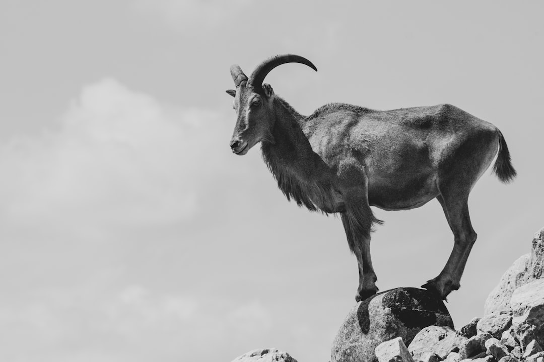 grayscale photo of ram on rock