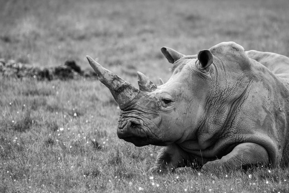 grayscale photo of rhinoceros on grass field