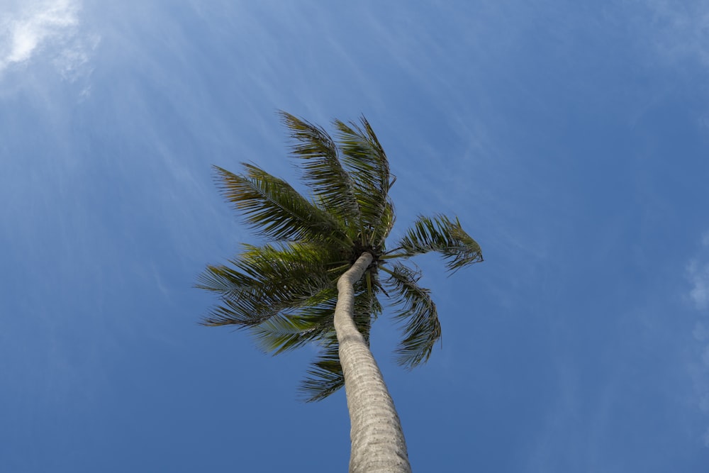 green palm tree under blue sky during daytime