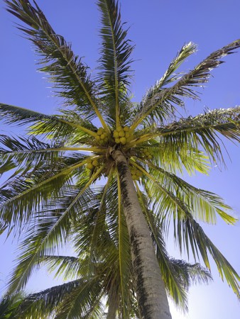 An upward-facing view of a tall coconut palm tree laden with coconuts. The tree's long, green fronds fan out against a clear blue sky, creating a sunlit and tropical atmosphere.