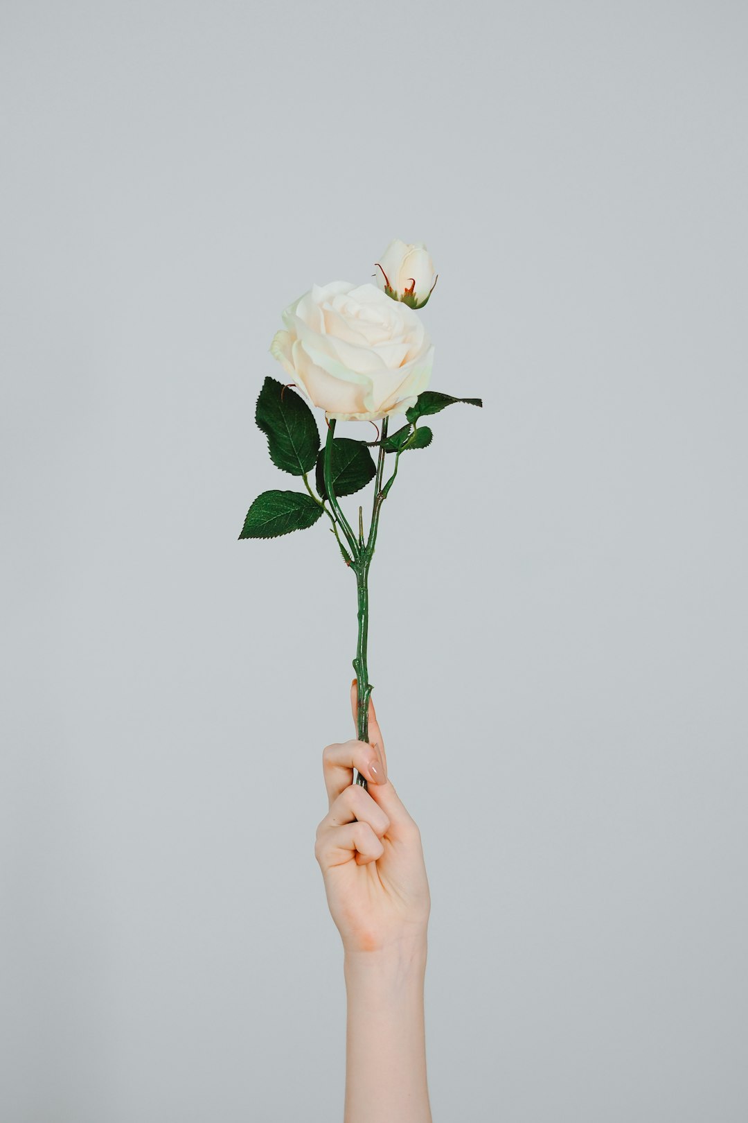 person holding white rose bouquet