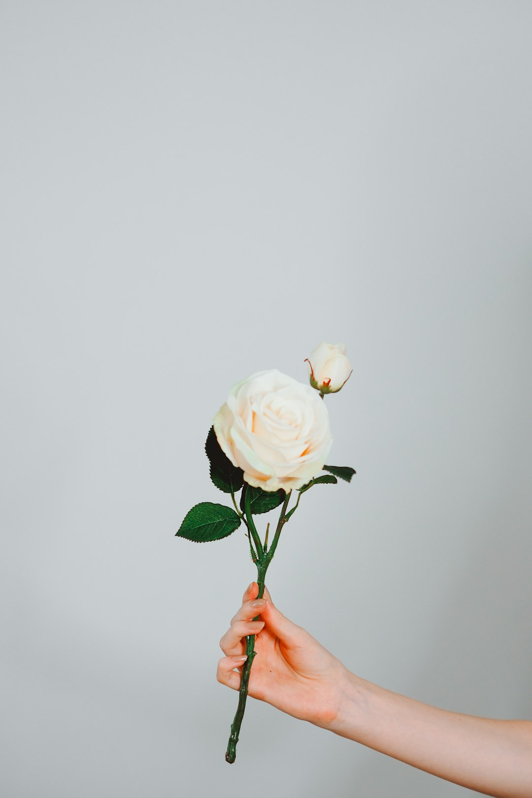 person holding white rose in bloom