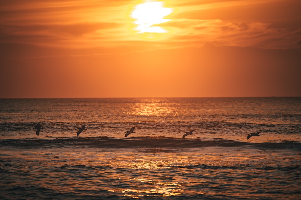 silhouette of people surfing on sea during sunset