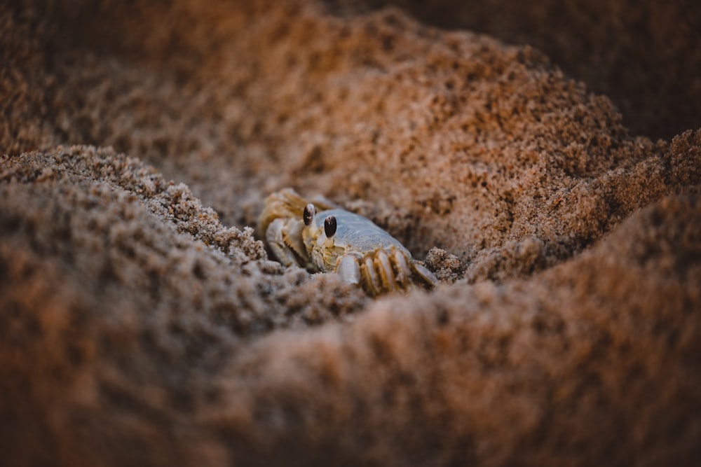 brown and gray snake on brown sand