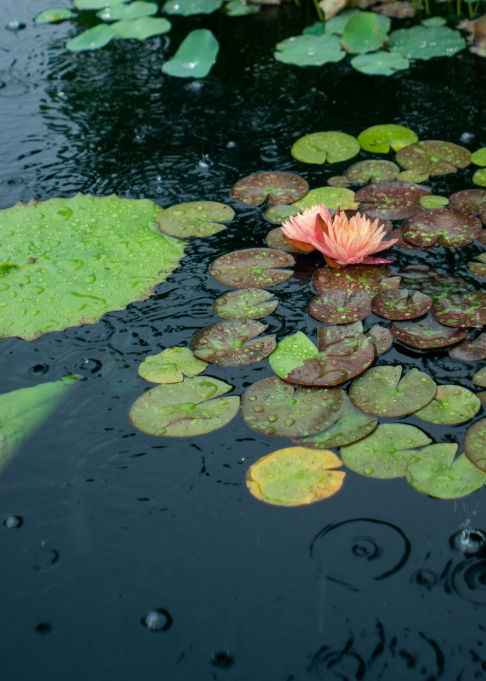 pink lotus flower on water