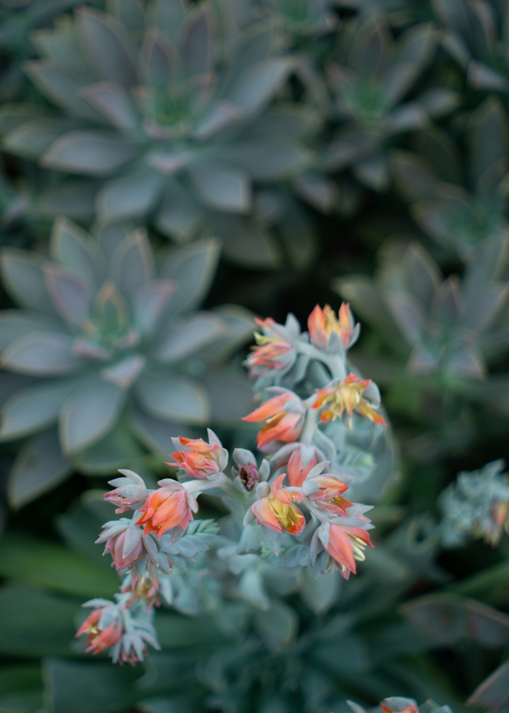 white and red flowers in tilt shift lens