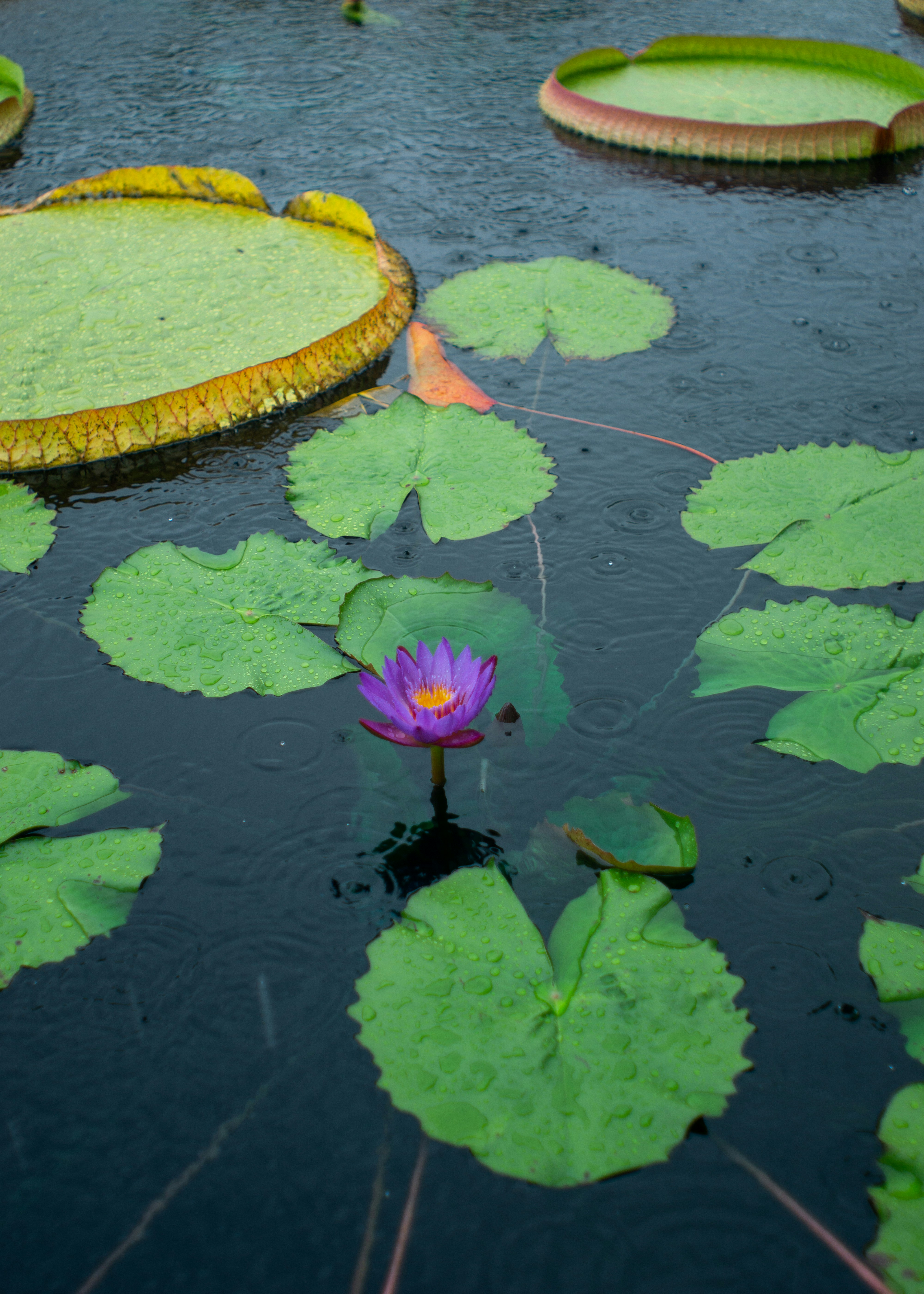 Photo by brynnpedrick