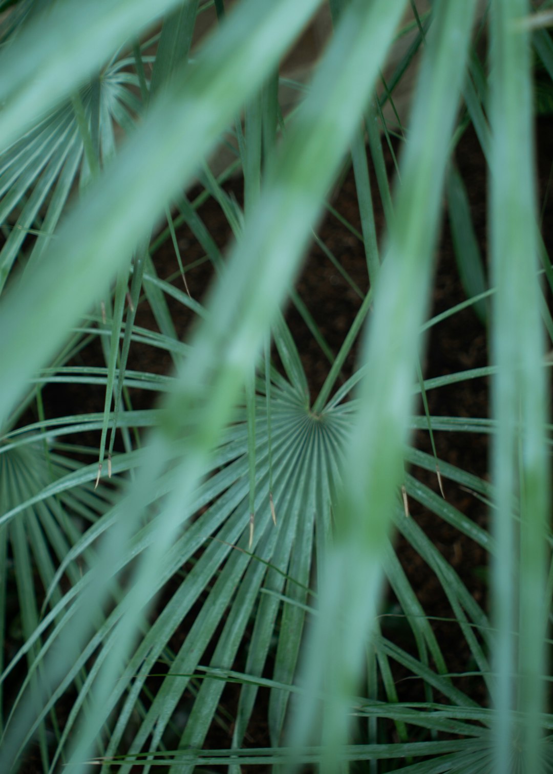 green palm plant in close up photography