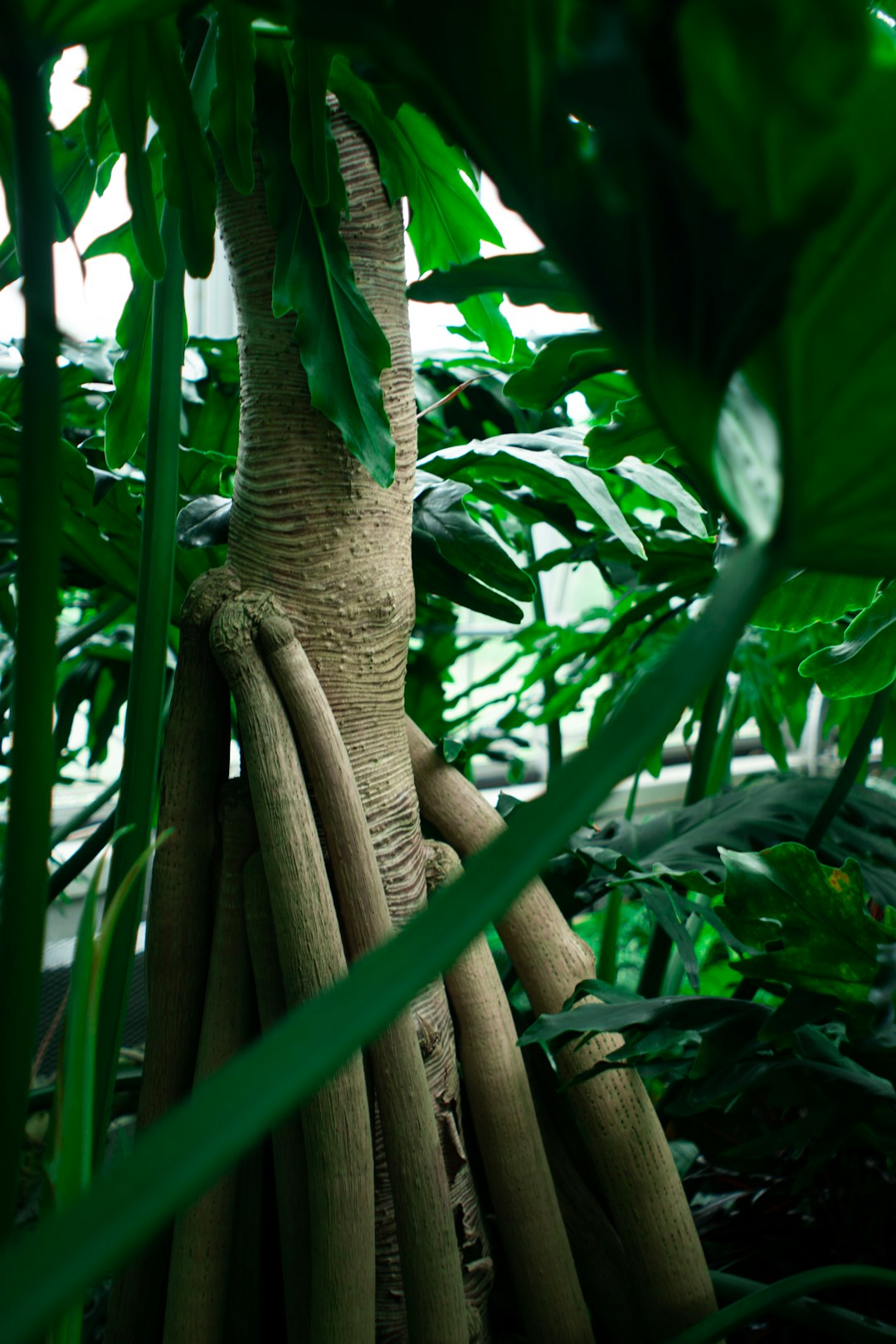 brown tree branch with green leaves