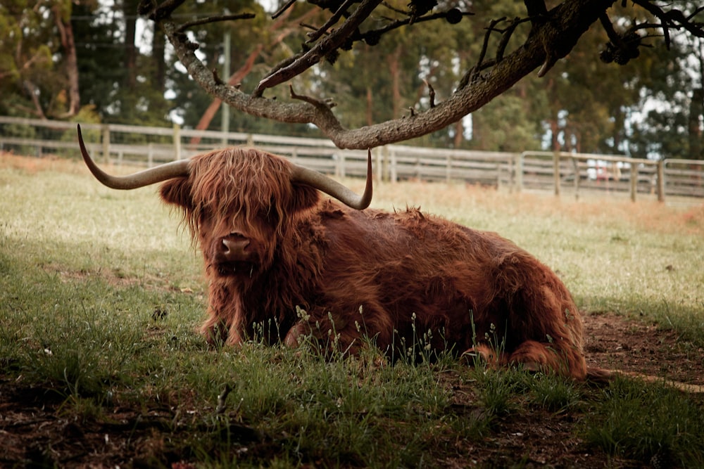 brown yak on green grass field during daytime