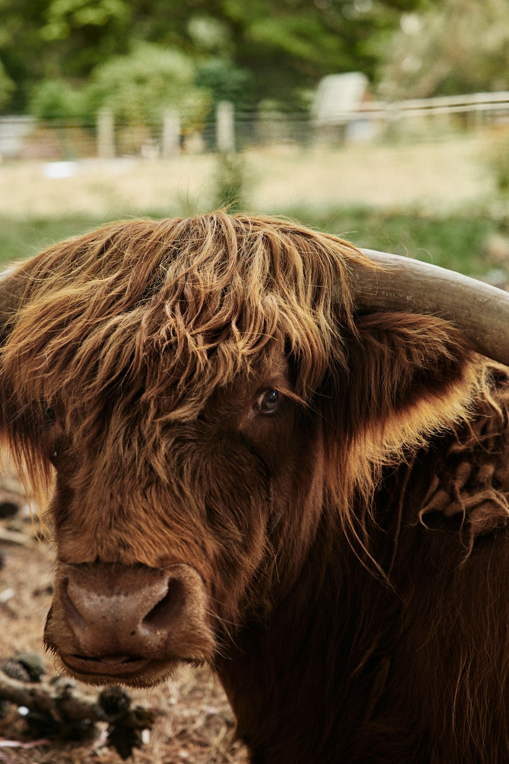 brown cow on brown field during daytime