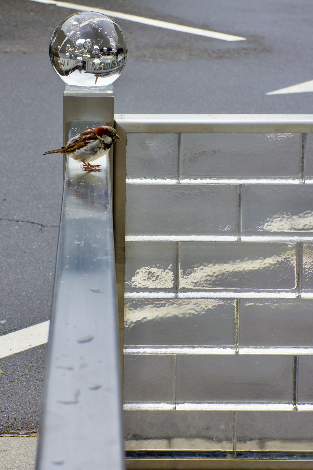 brown and white bird on white concrete wall