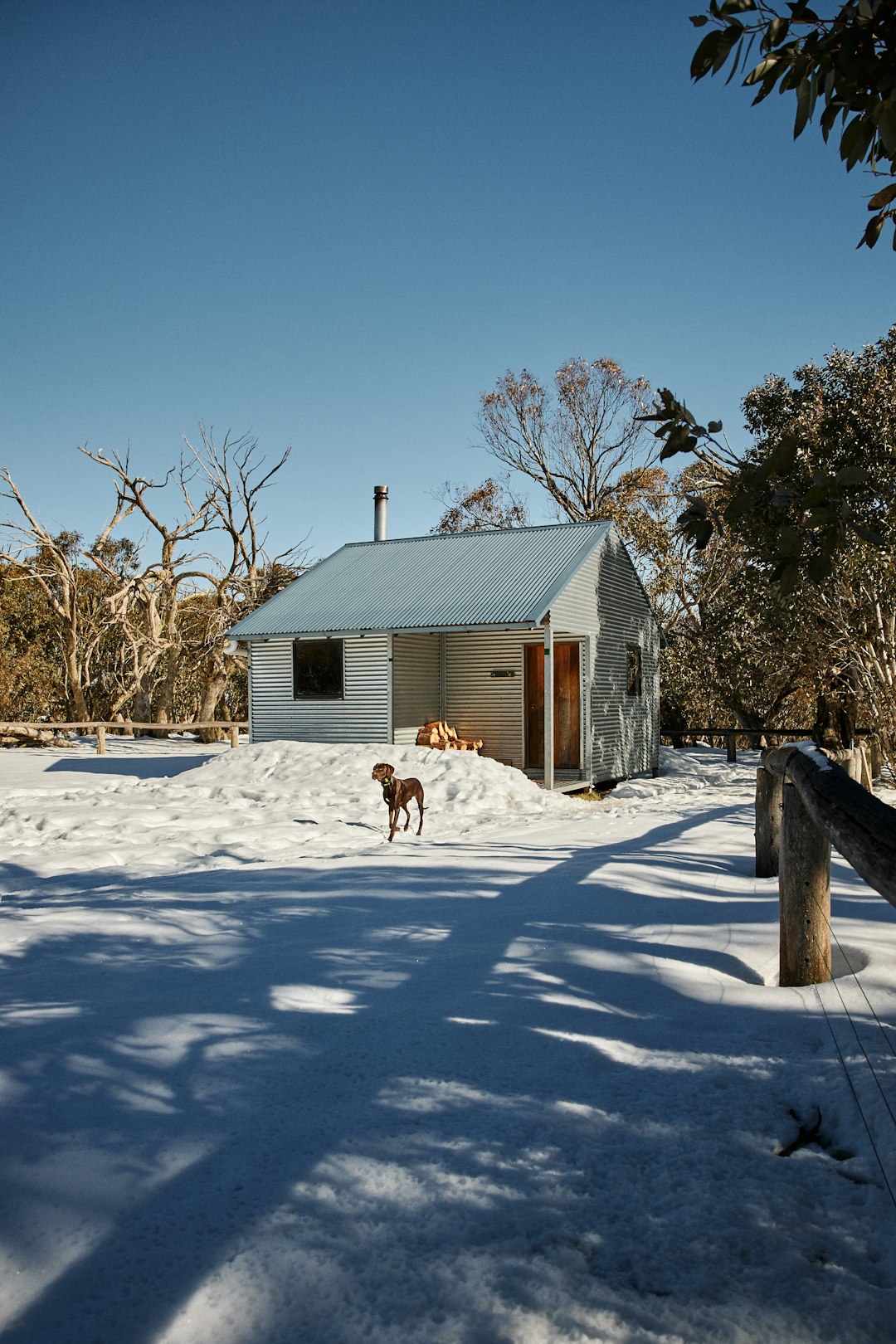 brown and white dog standing on snow covered ground near white wooden house during daytime