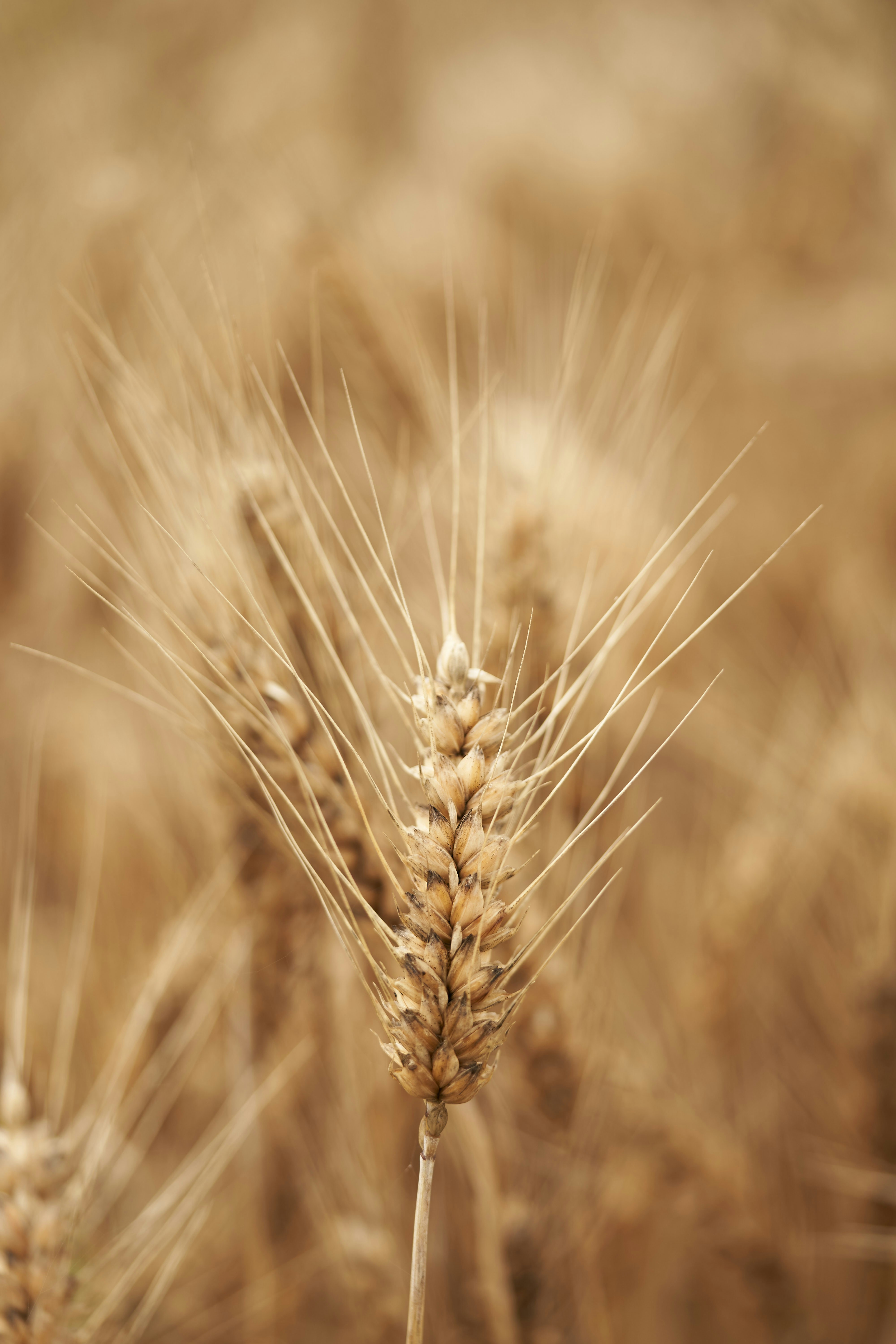 brown wheat in close up photography
