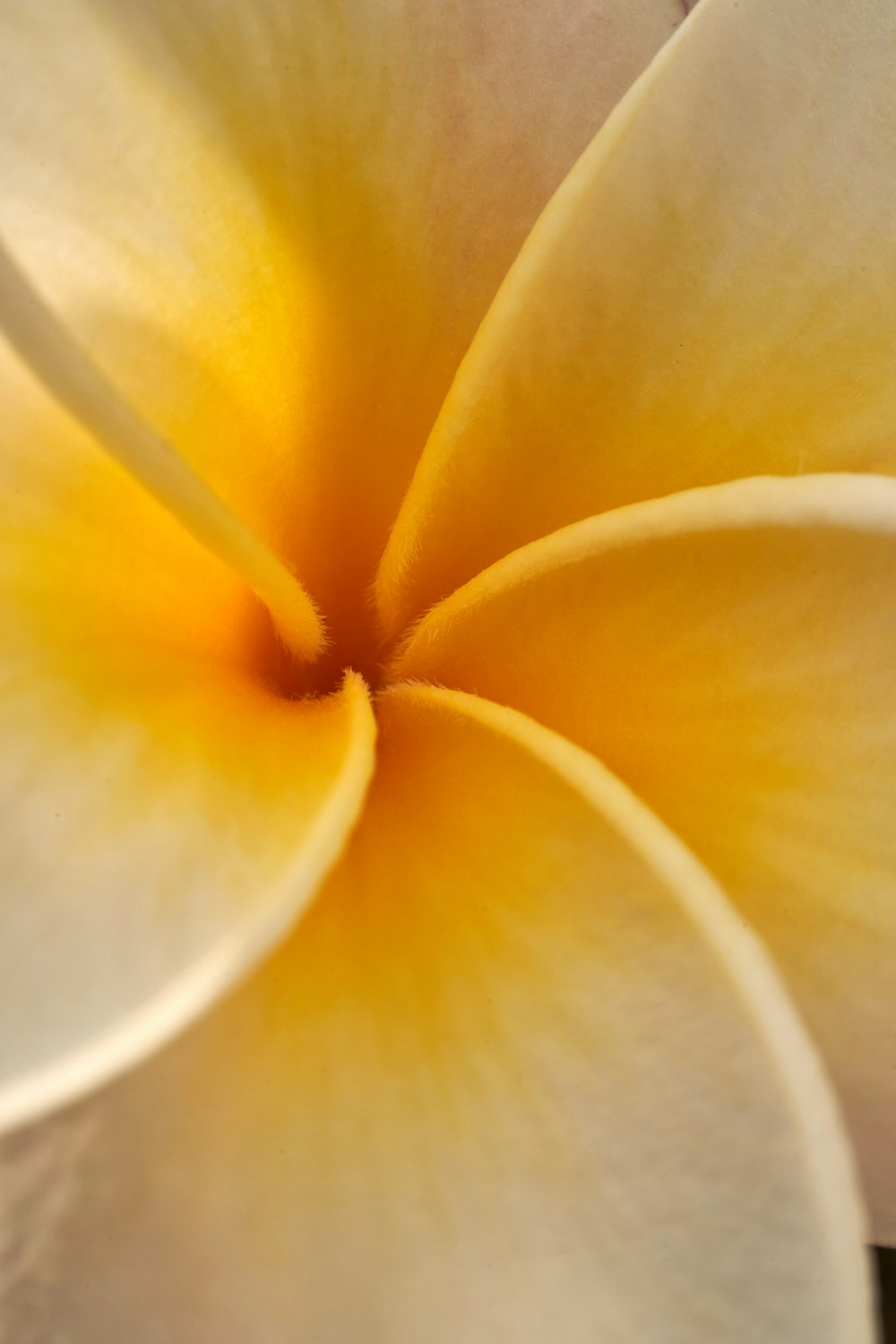 yellow and white flower in close up photography