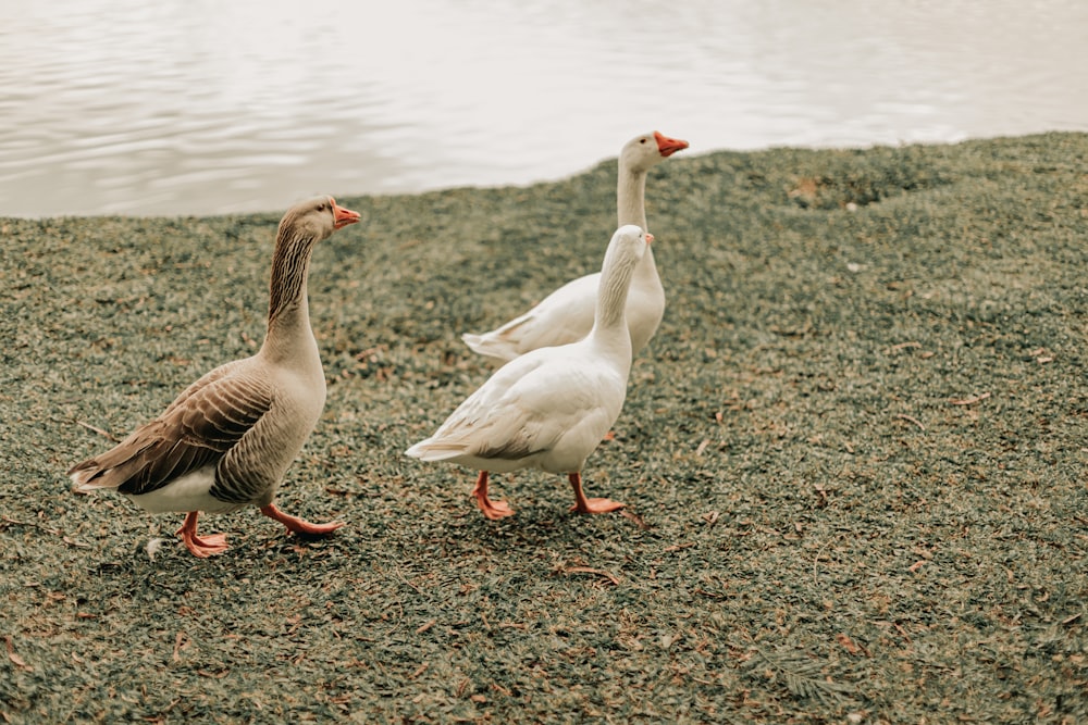 2 white geese on green grass near body of water during daytime