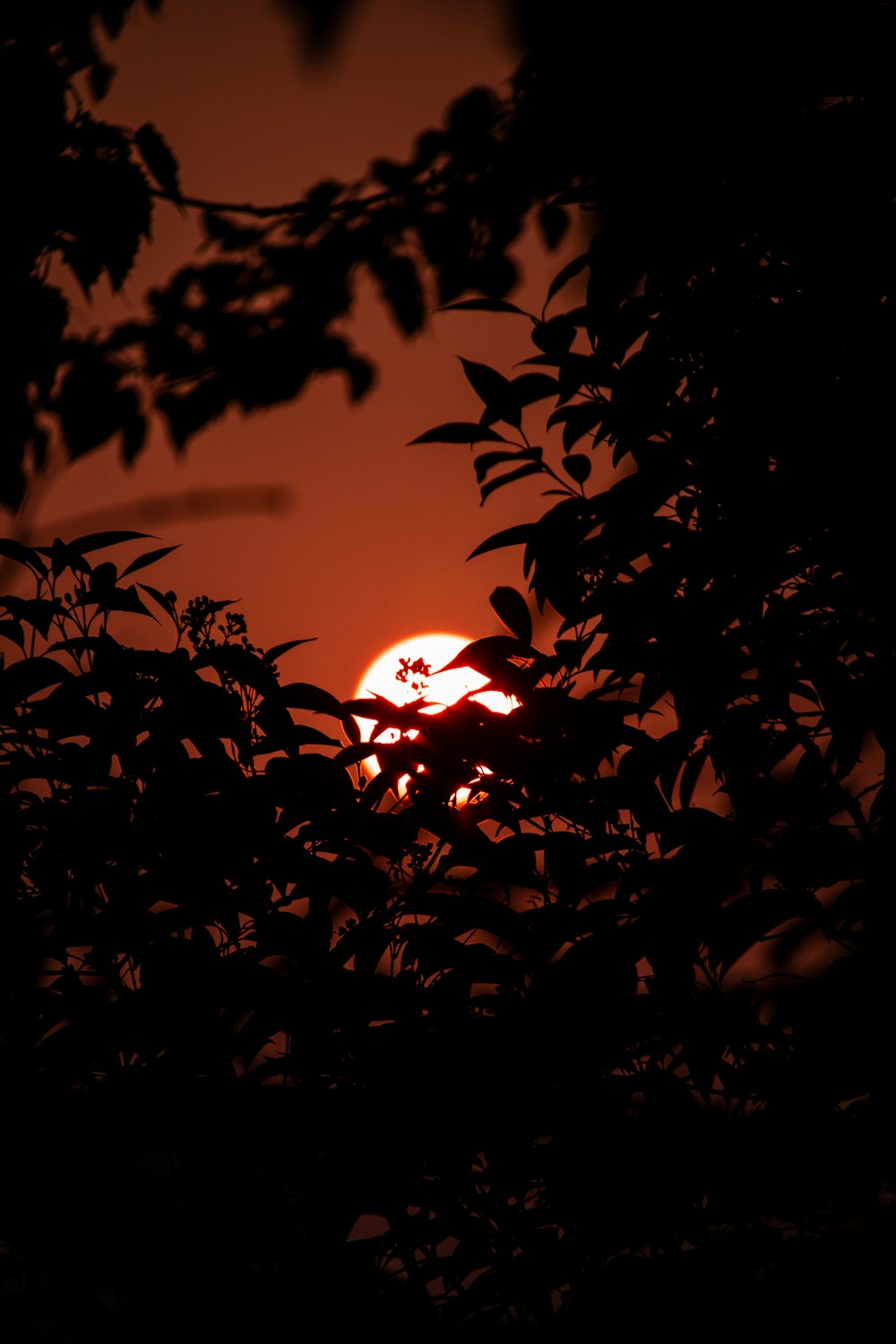 silhouette of plants during sunset