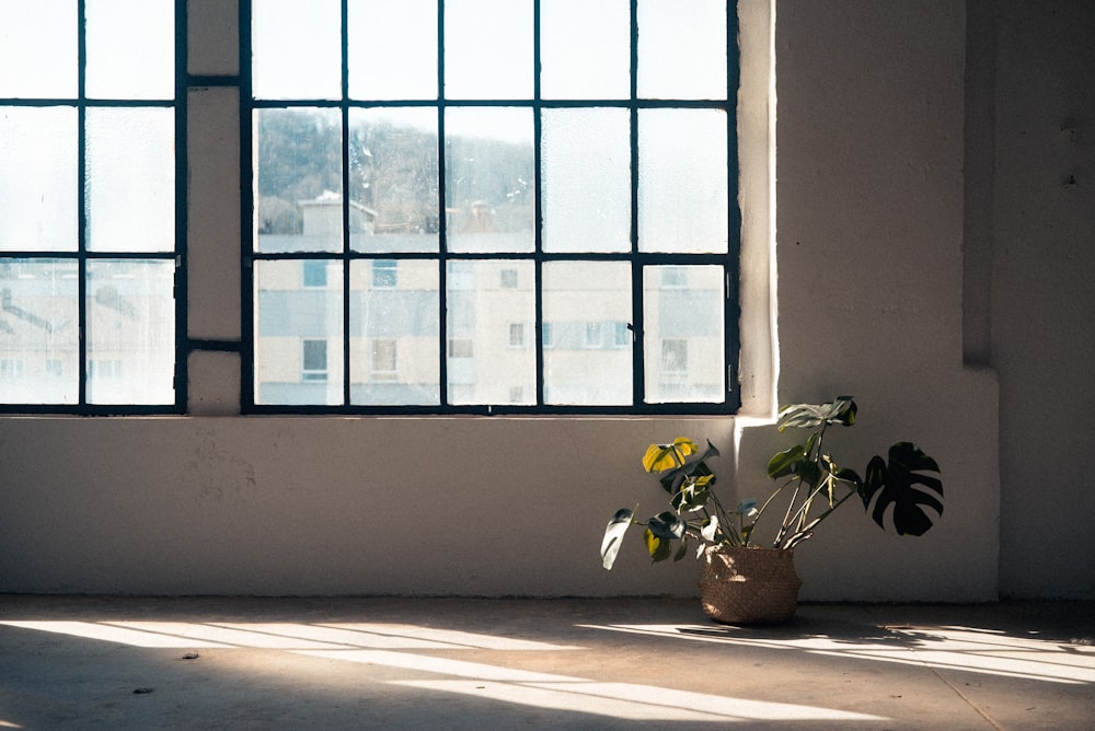 green potted plant beside window