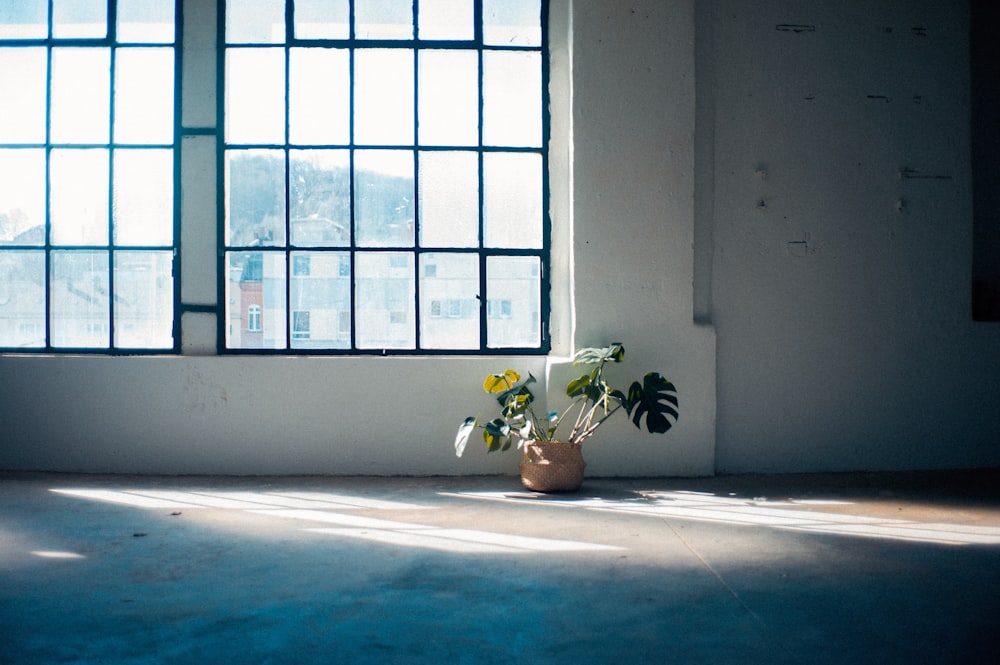 green potted plant on window