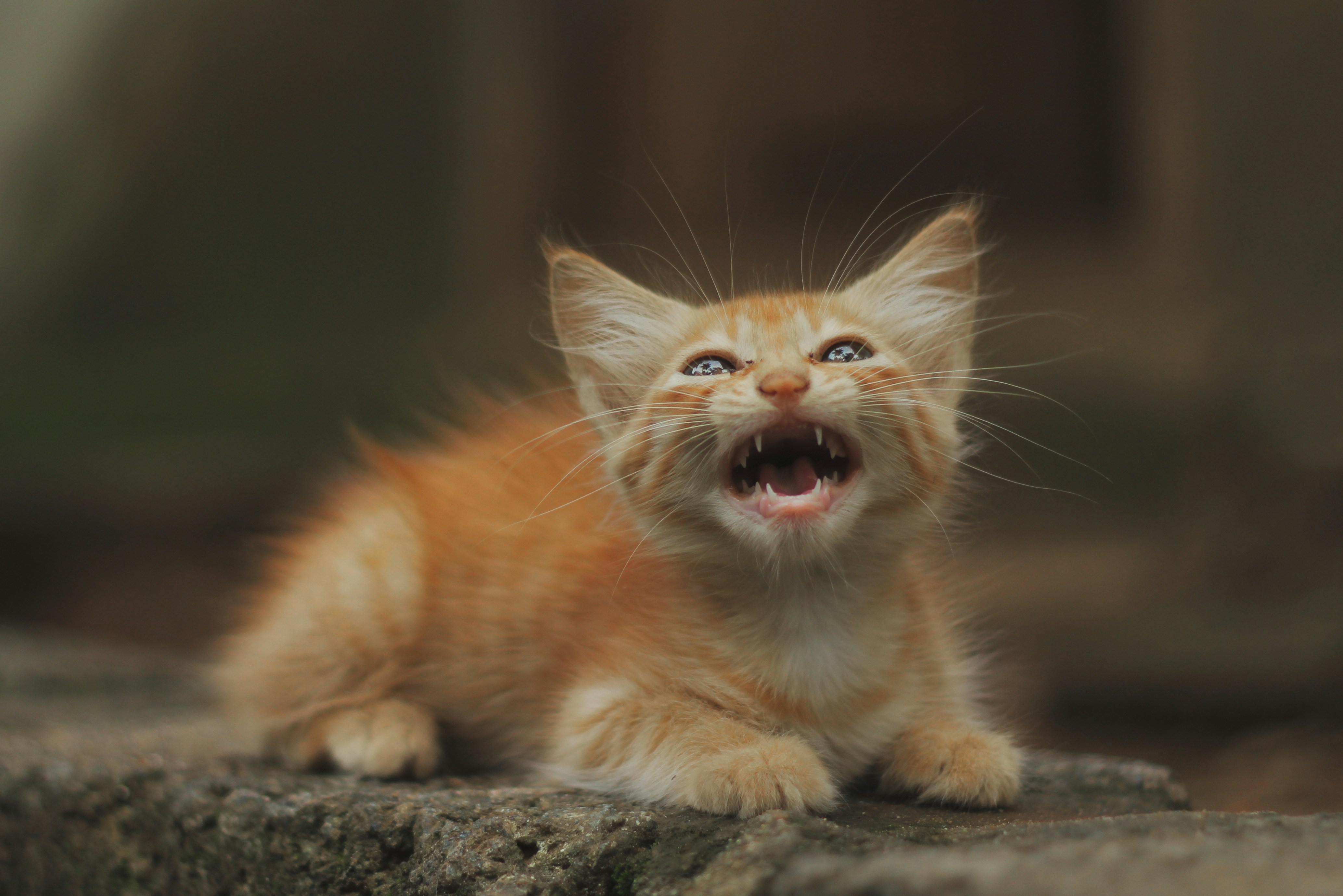 An orange kitten meows while perched on a stone wall