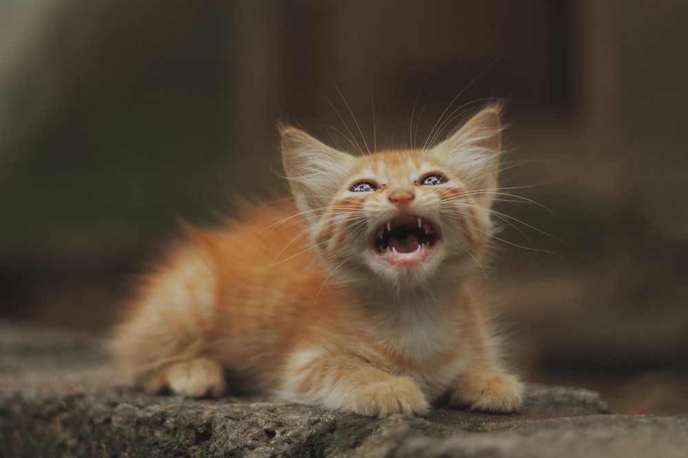 gato tabby laranja na rocha cinzenta