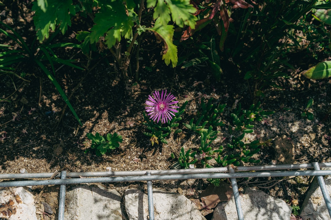 purple flower with green leaves